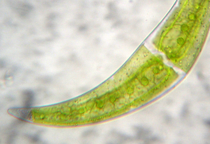 Rio del Campovecchio RE 04-10-08  Closterium sp.